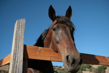 horse and fence