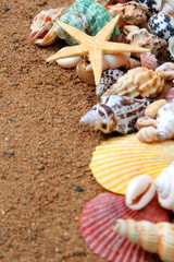 seashells frame on sand background with focus on star