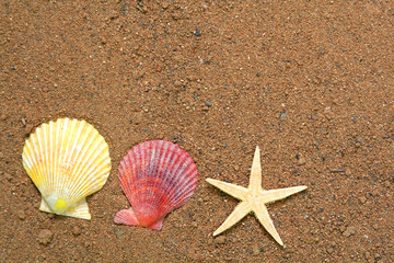 summer concept. seashells and star on sand background