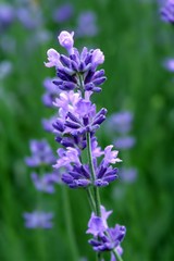 Fototapeta premium lavender