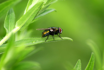 Naklejka premium fly on leaf
