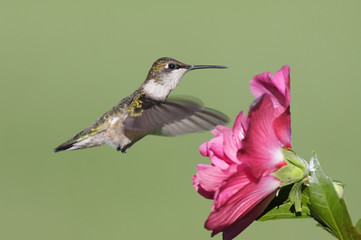 Hungry Ruby-throated Hummingbird (archilochus colubris)