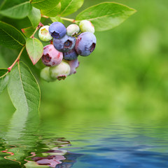 Blueberries on a plant reflected in rendered water