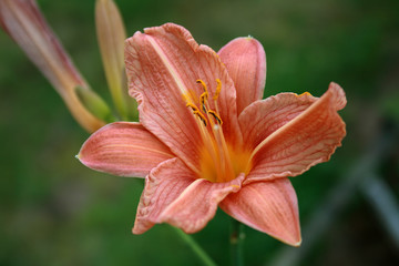 day-lily