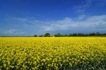 Fototapeta premium Campo di Colza