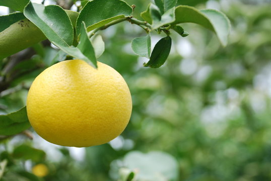 POMELO