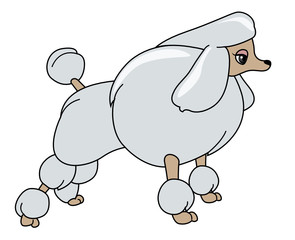 Poodle