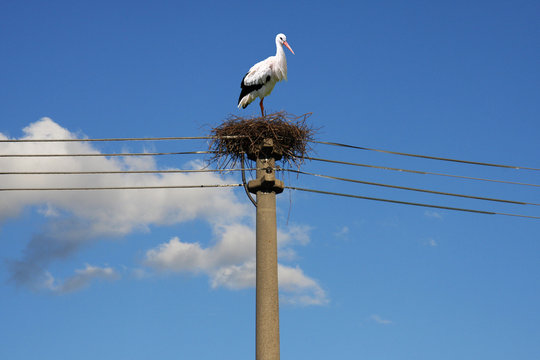 Stochennest