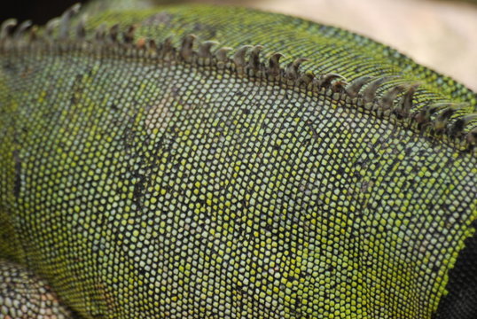 iguane