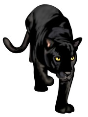 Obraz premium czarna pantera
