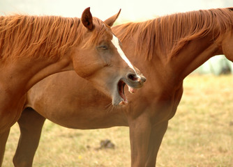 Horse yawns in boring company.