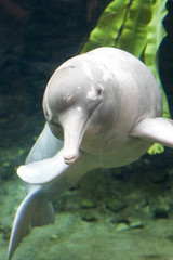 Sweetwater dolphin looking at the camera © Melissa Peltenburg