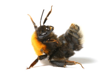 dance aerobic bumble bee isolated on white background