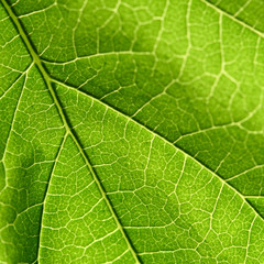 Fototapeta na wymiar green leaf close up nature background