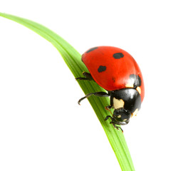 red ladybug on green grass isolated © yellowj
