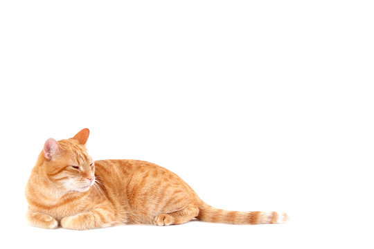 ginger cat