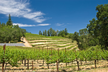 Fototapeta na wymiar A vineyard in the wine growing region of Napa in California.