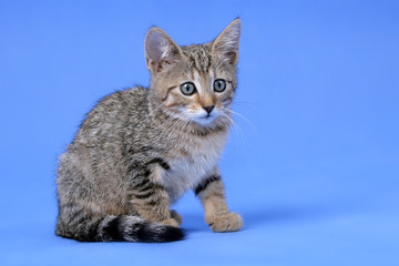 young kitty on the blue background