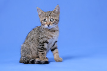 kitty on blue background
