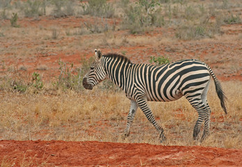 Zebra im Tsavo Ost Nationalpark, Kenia