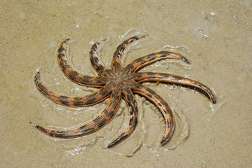 Starfish