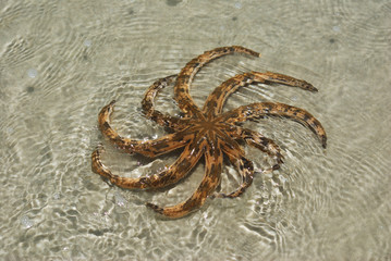 Starfish