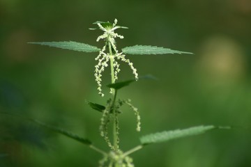 Brennessel urtica dioica