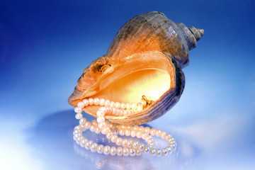 Necklace from pearls and a sea clam-shell (Rapana thomasiana)