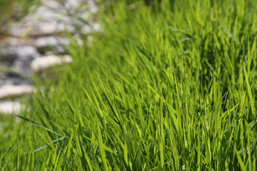 Frisches Gras am Fluß
