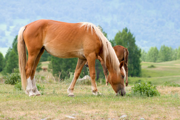 Fototapeta premium horse is eating on mountains meadow