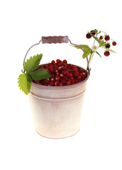 pail full of wild strawberries  isolated on white background