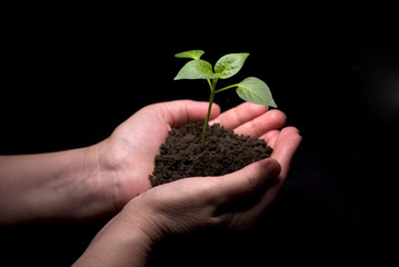 Hands holdings a little green