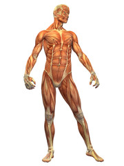Fototapeta na wymiar Human Muscle Body - Mężczyzna przednia