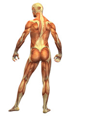 Fototapeta na wymiar Human Muscle Body - Male Back