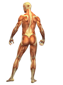 Human Body Muscle - Male Back