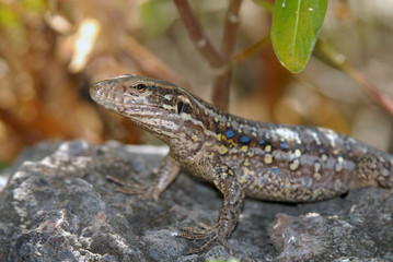 Lagartija de Tenerife