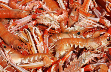 Prawns