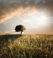 Photo sur Plexiglas Automne chêne solitaire au coucher du soleil