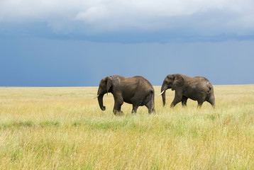 Two elephants running in savannah
