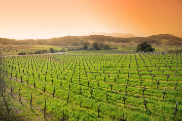 Vineyard in Sonoma, California.