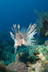 Lionfish and Coral Reef