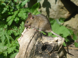 field mouse on a log feeding