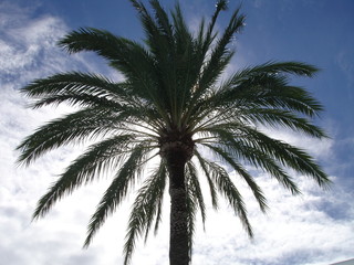 Fototapeta premium Palm sillouette with blue sky