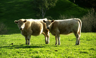 2 cows standing in a pasture