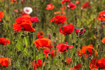 Obraz premium coquelicots dans les champs