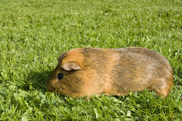 cochon d'inde gourmand