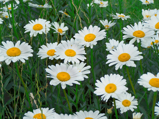 Close up of the white chamomile blossoms.