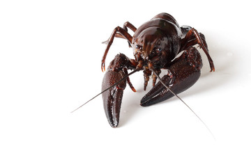 Alive wet crayfish on white background
