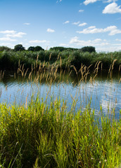 Paysage de marais