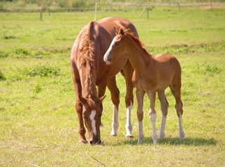 Fototapeta premium A horse with a foal